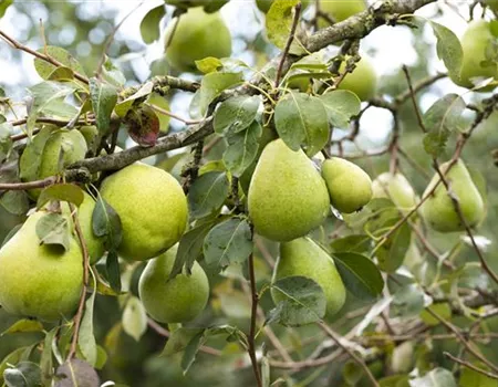 Pyrus com. 'Doppelte Philippsbirne' Pyrus com. 'Doppelte Philippsbirne'