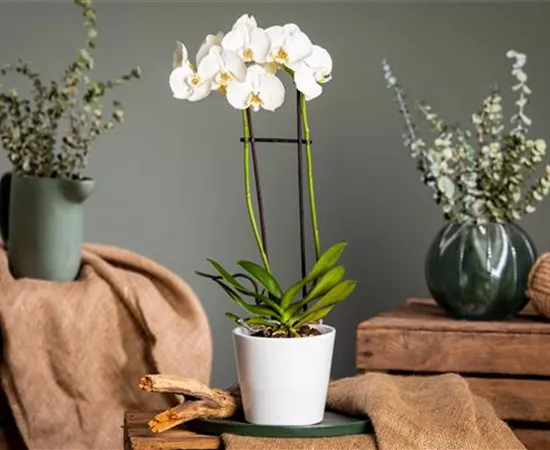 Orchideen pflegen für ein gesundes Wachstum 