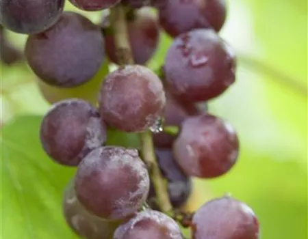 Vitis vinifera 'Suffolk Red' Vitis vinifera 'Suffolk Red'