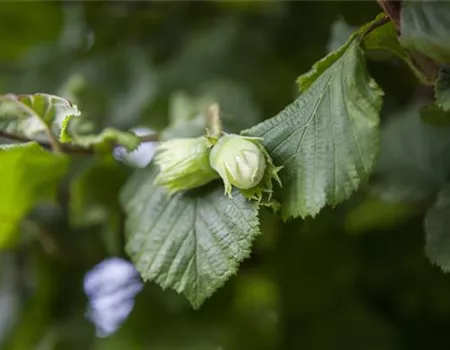 Corylus av.'Webbs Preisnuss' CAC Corylus av.'Webbs Preisnuss' CAC