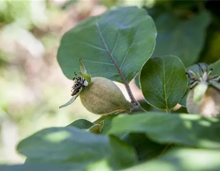Cydonia 'Konstantinop.Apfelquitte' Cydonia 'Konstantinop.Apfelquitte'