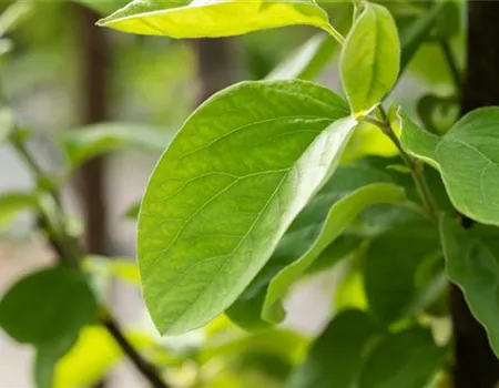 Cydonia 'Vranja' Cydonia 'Vranja'