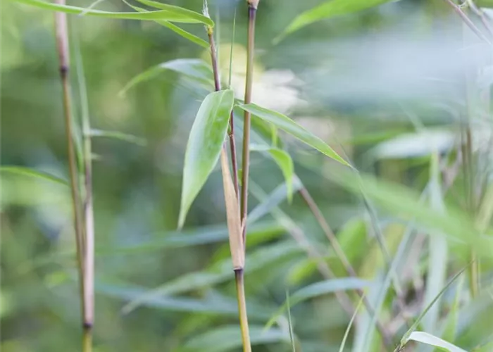 Fargesia murieliae Fargesia murieliae