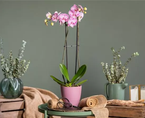 Orchideen schneiden und für gesunde Pflanzen sorgen