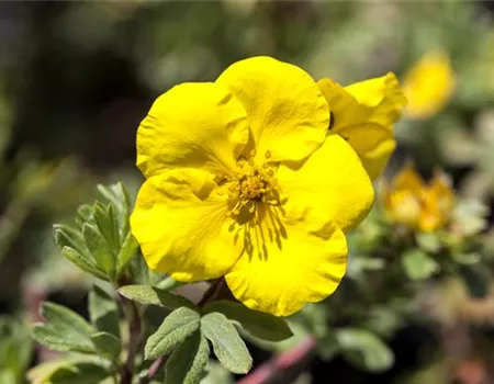 Potentilla 'Goldfinger'