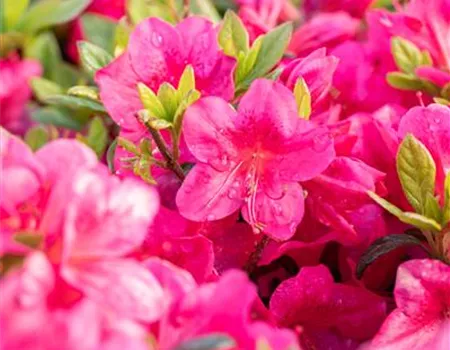 Rhododendron obt. 'Little Red' Rhododendron obt. 'Little Red'