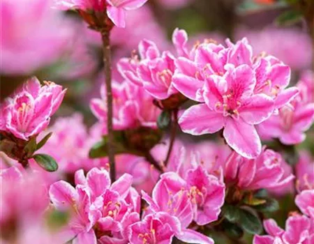 Rhododendron obt.'Kermesina Rose' II Rhododendron obt.'Kermesina Rose' II