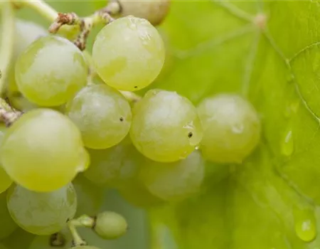 Vitis 'Romulus' II Vitis 'Romulus' II