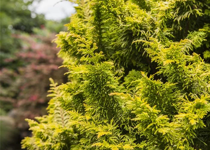 Chamaecyparis obtusa 'Tetragona Aurea' Chamaecyparis obtusa 'Tetragona Aurea'