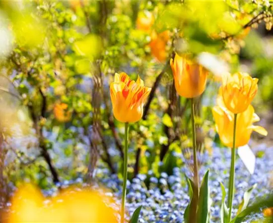 Gartenarbeit im Frühjahr für ein strahlendes Gartenjahr