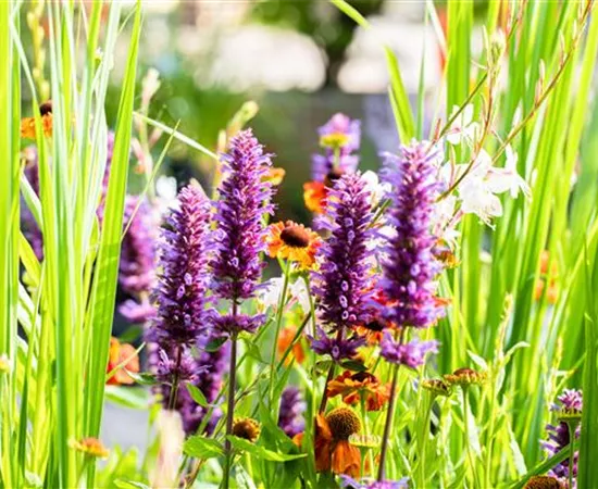 Die schönsten Pflanzen für trockene Standorte Die schönsten Pflanzen für trockene Standorte