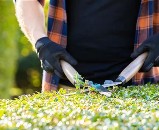 Tipps für den perfekten Rückschnitt im Herbst
