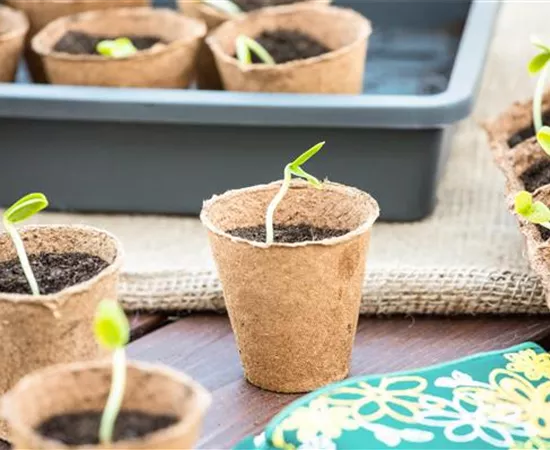 Die 5 besten Tipps für die Anzucht und Erfolg bei der Ernte