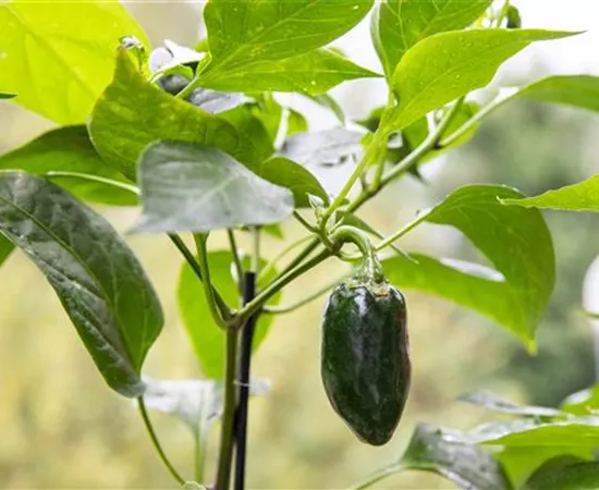 Gemüseanbau auf dem Balkon leicht gemacht