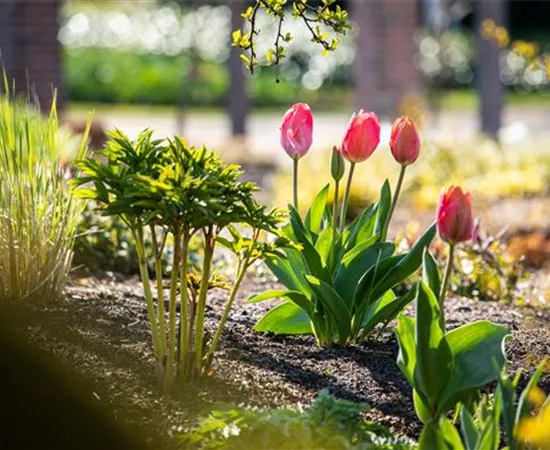 Die 9 schönsten Frühblüher für Frühlingsgefühle