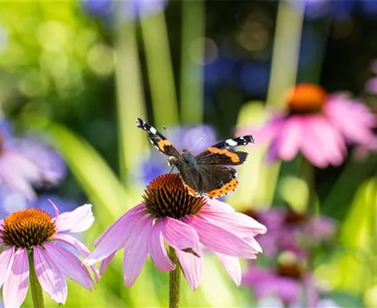 Die 10 schönsten Sommerblumen für den Garten