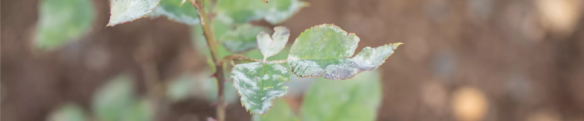 GS653602.jpg GS653602.jpg