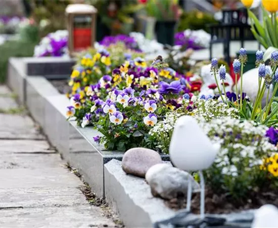 Eine ganzjährige Grabbepflanzung für ein stilvolles Andenken Eine ganzjährige Grabbepflanzung für ein stilvolles Andenken