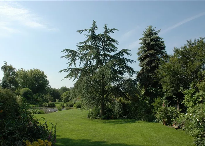 Cedrus deodara 'Aurea' Cedrus deodara 'Aurea'
