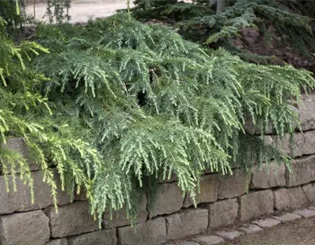 Cedrus deodara 'Feelin Blue' Cedrus deodara 'Feelin Blue'