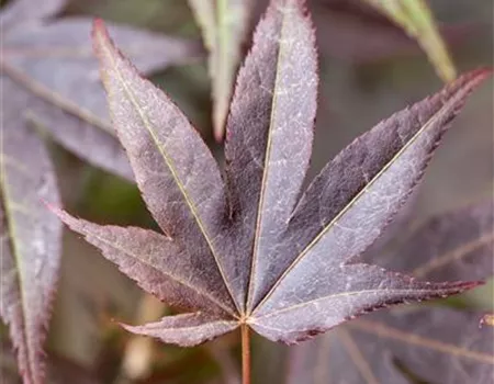 Acer palmatum 'Atropurpureum' Acer palmatum 'Atropurpureum'