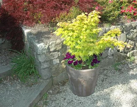 Acer palmatum 'Aureum' Acer palmatum 'Aureum'