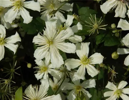 Clematis armandii Clematis armandii