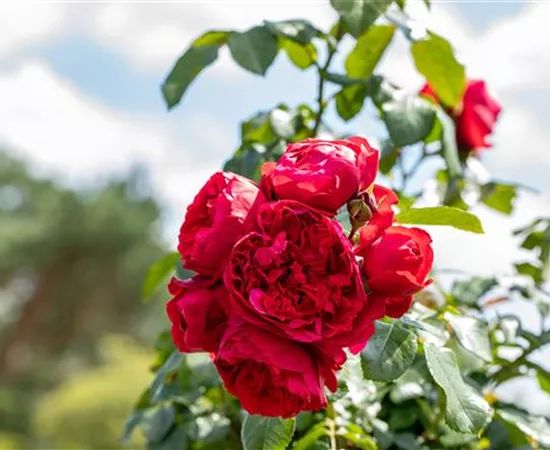 Rosen kaufen und den Garten märchenhaft gestalten