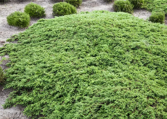 Juniperus com.'Green Carpet' Juniperus com.'Green Carpet'