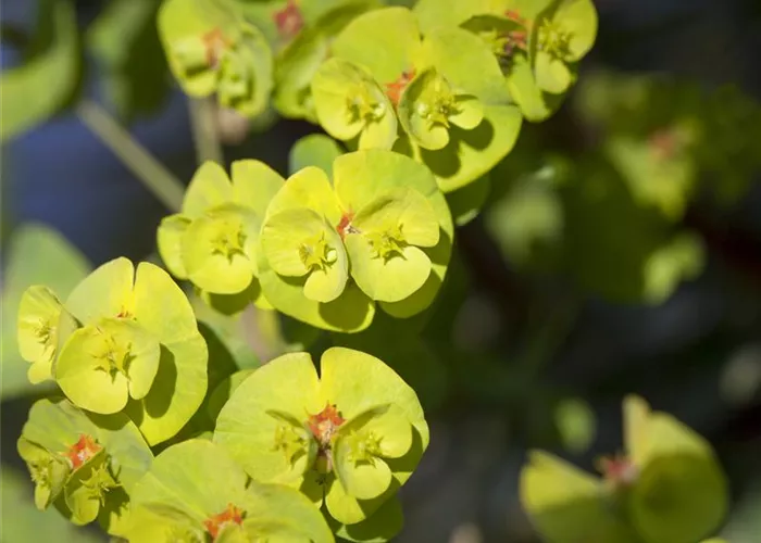 Euphorbia martinii