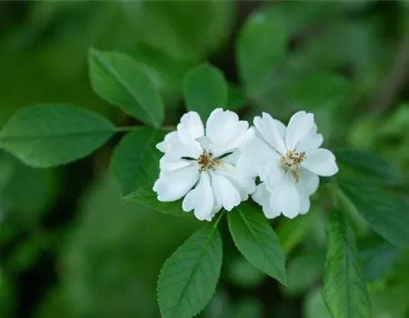 Rosa multiflora