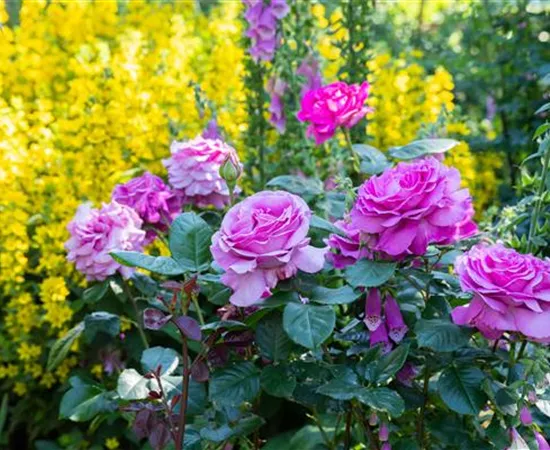 Rosen zurückschneiden und die Pflanzen damit gesund halten