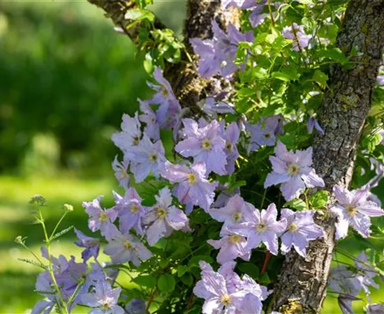 Schädlinge an Kletterpflanzen effektiv behandeln und verhindern