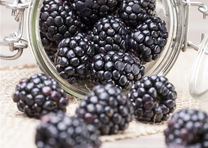 Rubus frut. 'Coolaris Patio Black' -R-