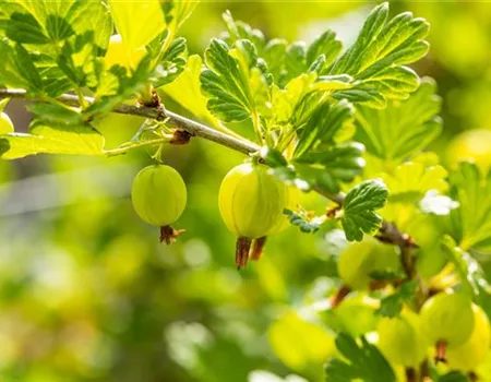 Ribes uva-crispa 'Hinnonmäki grün' II Ribes uva-crispa 'Hinnonmäki grün' II