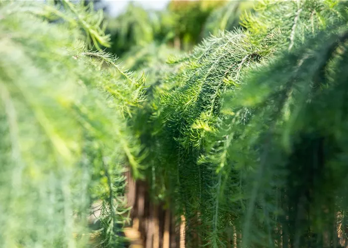 Larix kaempferi 'Stiff Weeper'