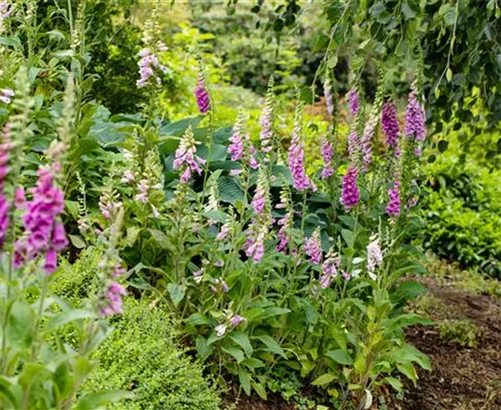 So wird’s richtig bunt - Stauden für jeden Standort im Garten
