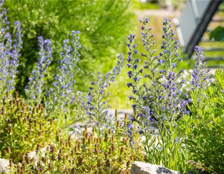 Echium vulgare Echium vulgare