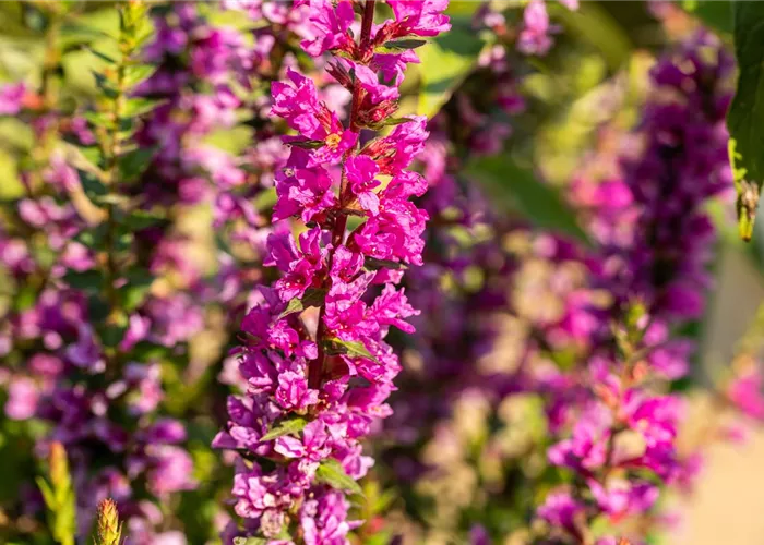 Lythrum salicaria 'Robin' Lythrum salicaria 'Robin'