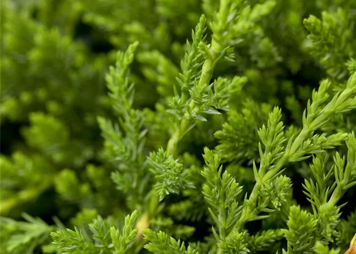 Juniperus horizontalis 'Prince of Wales'