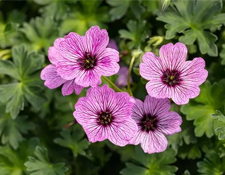 Geranium cinereum 'Laurence Flatman' Geranium cinereum 'Laurence Flatman'