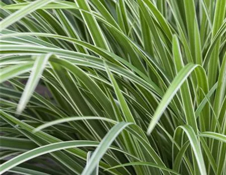 Carex morrowii 'Variegata' Carex morrowii 'Variegata'