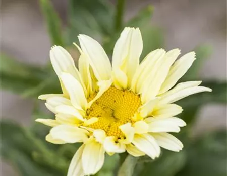 Leucanthemum x superbum 'Banana Cream' -R- Leucanthemum x superbum 'Banana Cream' -R-