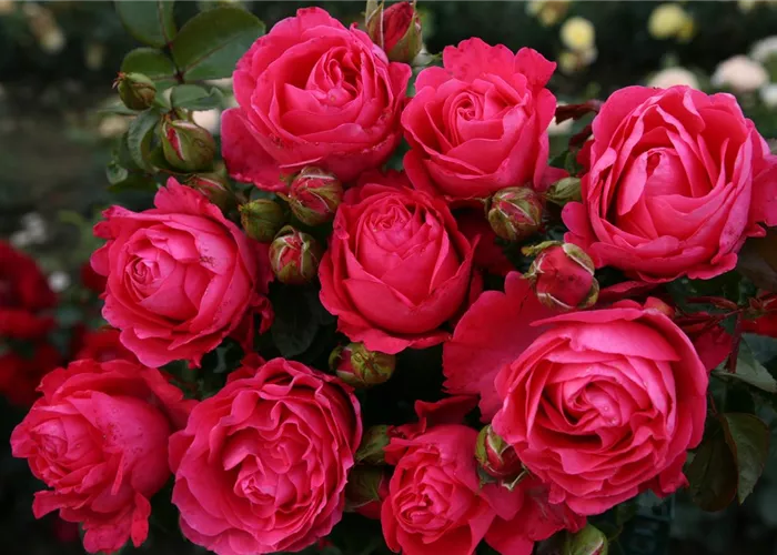 Rosa 'Cherry Lady' -R- TH