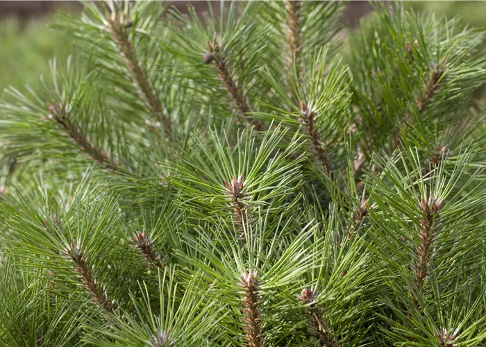Pinus nigra 'Brepo' -R-