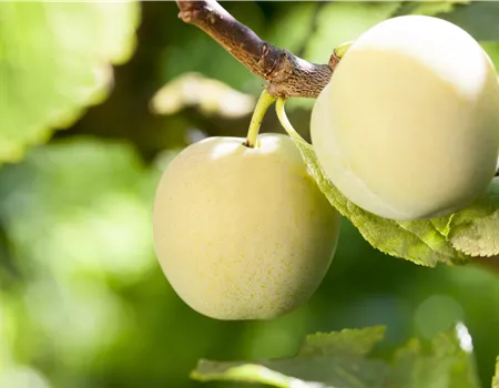 Prunus ital. 'Oullins Reneklode'