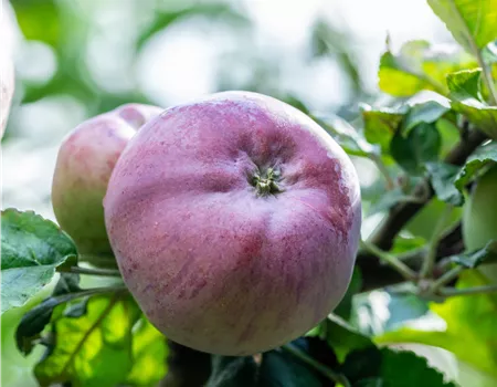 Malus dom. 'Biesterfelder Renette' Malus dom. 'Biesterfelder Renette'