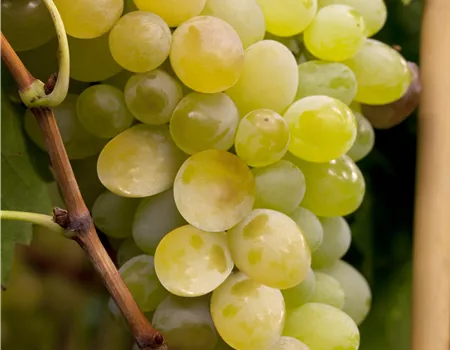 Vitis 'Himrod' Vitis 'Himrod'