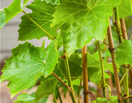 Vitis 'Lakemont' -R- Vitis 'Lakemont' -R-