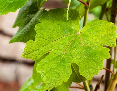 Vitis 'Vanessa' -R- Vitis 'Vanessa' -R-